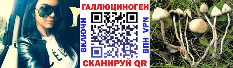 Псилоцибиновые грибы мицелий  Купить закладки  Бакал 